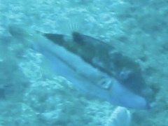 Canthigaster punctata