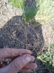 Gypsophila altissima