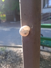 Xeropicta derbentina