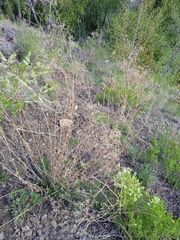 Gypsophila altissima