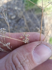 Gypsophila altissima
