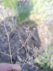 Gypsophila altissima