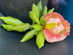 Exobasidium rhododendri