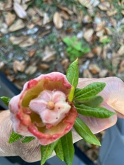 Exobasidium rhododendri