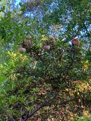 Exobasidium rhododendri