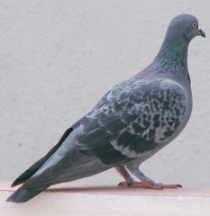 Columba livia domestica