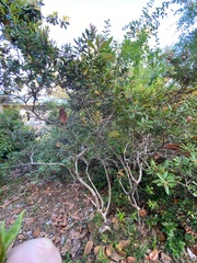 Exobasidium rhododendri