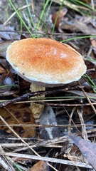 Austroboletus rostrupii
