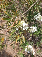 Convolvulus floridus