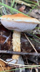 Austroboletus rostrupii