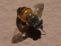 Copestylum haagii