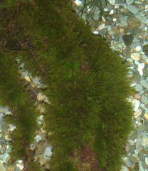 Fissidens berteroi