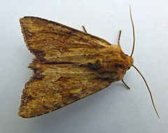 Apamea sublustris