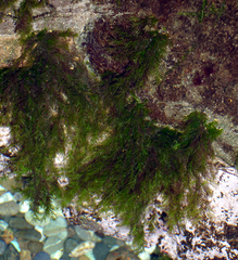 Fissidens berteroi