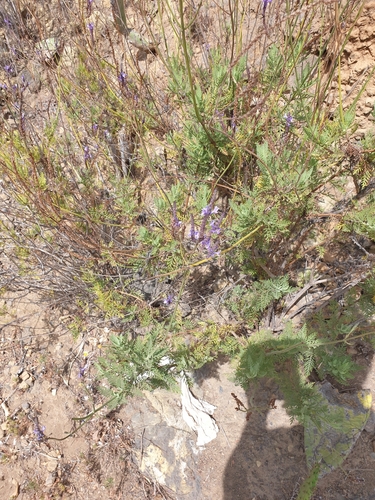 Lavandula canariensis subsp. canariensis image