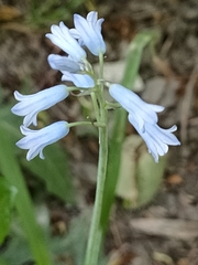 Brimeura amethystina