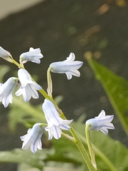 Brimeura amethystina