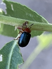Plagiodera arizonae