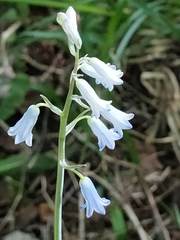 Brimeura amethystina