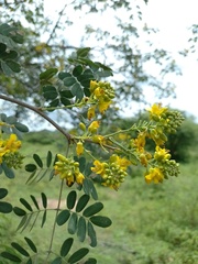 Libidibia ferrea ferrea