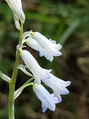 Brimeura amethystina