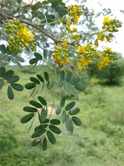 Libidibia ferrea ferrea