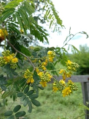 Libidibia ferrea ferrea