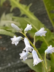 Brimeura amethystina