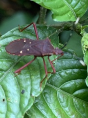 Leptoscelis quadrisignatus