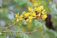 Libidibia ferrea ferrea