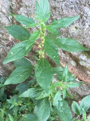 Parietaria judaica