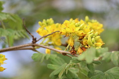 Libidibia ferrea ferrea