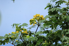 Libidibia ferrea ferrea