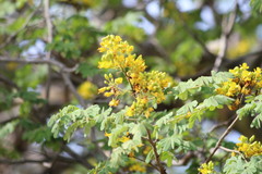 Libidibia ferrea ferrea