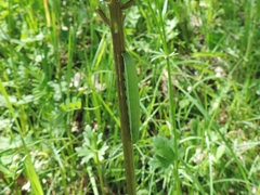 Scoliopteryx libatrix