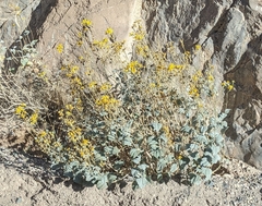 Bahiopsis reticulata