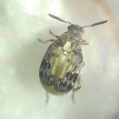 Megabruchidius dorsalis