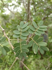 Libidibia ferrea ferrea