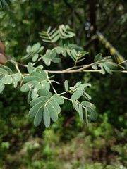 Libidibia ferrea ferrea