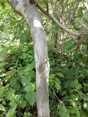 Libidibia ferrea ferrea