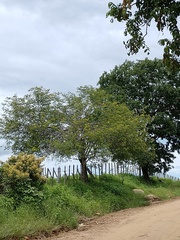 Libidibia ferrea ferrea