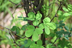 Libidibia ferrea ferrea