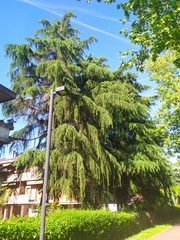 Cedrus deodara