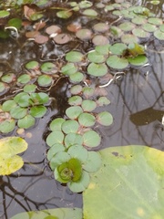 Ludwigia helminthorrhiza