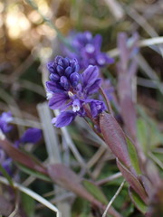 Polygala amarella