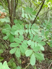 Libidibia ferrea ferrea