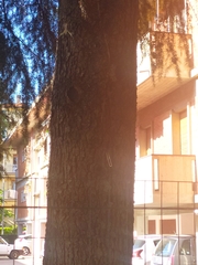 Cedrus deodara