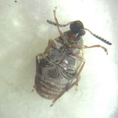 Megabruchidius dorsalis