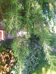Cedrus deodara