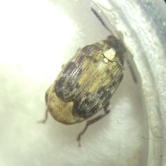 Megabruchidius dorsalis